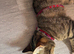 Neutered female small cat for rehoming