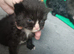 2 kittens for sale