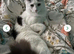 Long hair domestic cat