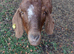 Boar Goats For Sale