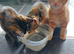 12 week old kittens 2 tortoise shell females 1 ginger male