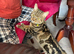 Tom is Male cat for sale 2 years old