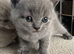 British Shorthair Kittens