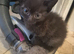 Beautiful kittens looking for their forever home