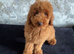 Gorgeous red minature poodle boy