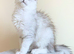 GCCF Registered Shaded Kittens