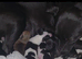 5 beautiful collie x whippet puppies