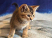 Beautiful BSH kittens