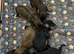**Last one ** Long Haired Mini Dachshunds