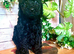 Quality Cockapoo Puppies Rare Merle Red Black