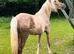 Palamino section D filly to make 15hh+