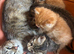 Beautiful tabby kittens