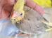 All resreved* only 1 left Hand reared Baby cockatiels