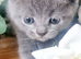 British shorthair kittens for sale