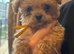 F1 Asian maltipoo puppies x small