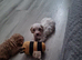 Beautiful Cavapoo Puppies