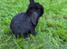 5 French lop