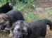 Straight Backed German Shepherd Puppies