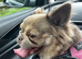 Lilac fawn fluffy french bulldog