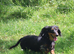 SSTC Long haired miniature dachshund