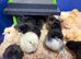 Chicks available near selby
