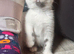 Beautiful little kittens looking for forever homes
