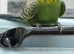 Pair of young budgies