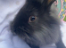 Black lionhead babies