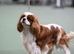 Extensively health tested champion sired kc reg One girl available