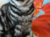 Bsh. Silver Tabby. ACTIVE/NONACTIVE