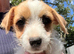 Jackrussell pups