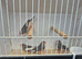 Male zebra finches.