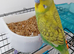 Beautiful boy budgie