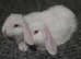 Baby french lops