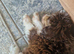 CAVAPOO Cross POMSKY