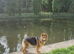 German shephard girl