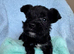 Schnauzer pups - LAST 4 pups remaining