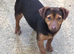 Jack Russell puppies now ready