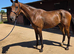 Top class prospect, 3yr Gelding