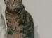 Bueno boy bengal