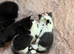 Pure breed bsh babies