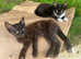 Two ten week old male kittens