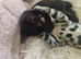 Bengal rosseted kitten