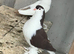 Lahore pigeons