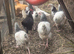 Exchequerleghorns