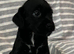 4 stunning Black Patterdale pups