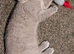 Beautiful BSH female