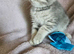 Blue and Blue Golden British shorthair