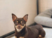 2 chihuahuas , male and female