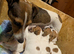 Jack Russell Puppies